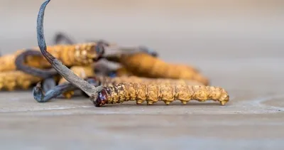 ’Süper gıda’ olarak adlandırılıyor... Doğal afrodizyak etkisi ile o hastalığa çare oluyor!
