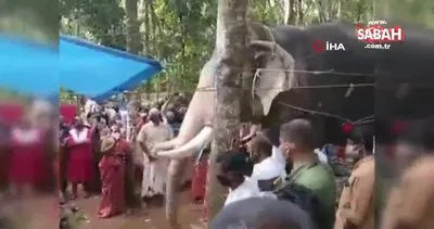 Hindistan’da bir fil, ölen bakıcısını son kez görmek için kilometrelerce yol yürüdü | Video
