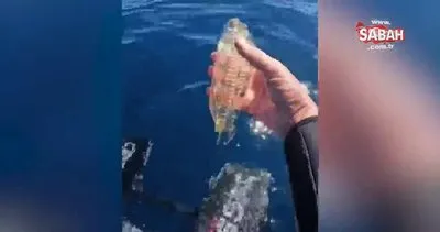 Jelibon balığı keşfedilmişti! Gerçek bambaşka çıktı: Meğer bu canlı... | Video