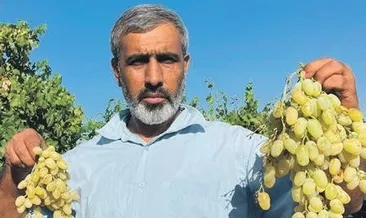 Mezopotamya’da üzüm hasadı