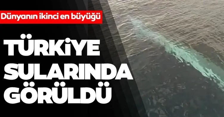 Türkiye sularında görüldü! Dünyanın 2. en büyük balinası