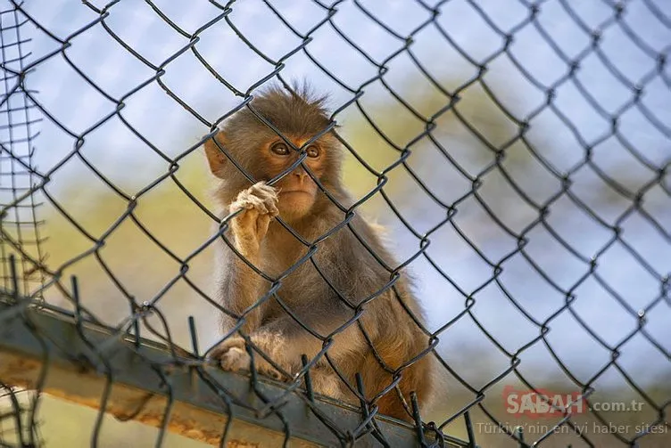 Hindistan’da akıllara durgunluk veren olay! Maymun, 4 aylık bebeği sırtına aldı, sonrası korkunç…