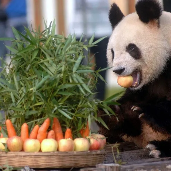 Обед в зоопарке. Питание панды. Панда ест. Панда ест фрукты. Панда питается.