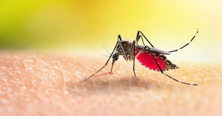 Aedes sivrisineği alerjik reaksiyona yol açıyor