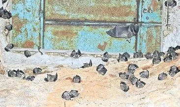 Yarasa gübresi yaradı