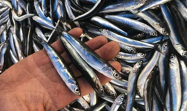 ABD’ye hamsi Vietnam’a alabalık ihracatı!