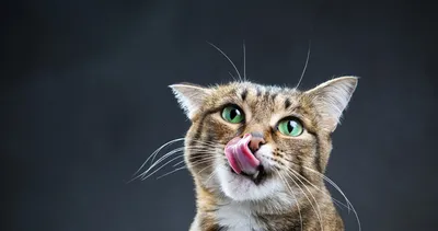 Kediler meğer konuşuyormuş! Bilim insanları ispatladı: Her hareketin gizli anlamı...