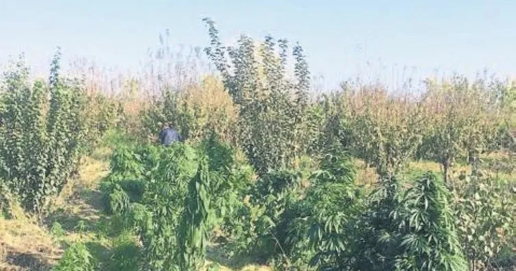 Uyuşturucu ekili tarlanın sahibi FETÖ firarisi çıktı
