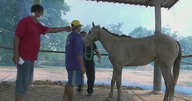 Tayland’da Afrika at vebası salgını: 200 at telef oldu