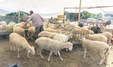 Küçükbaş 2.500 TL büyükbaş 30 bin TL