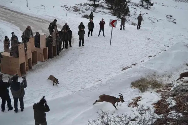 Türkiye’de ilk kez doğal alanından alınan yaban keçileri tekrar doğal alana salındı