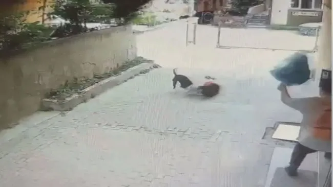SON DAKİKA... İstanbul’da tasmasız pitbull 7 yaşındaki Ahmet’e kabusu yaşattı! Korkunç iddia: Meğer 1 ay önce de…