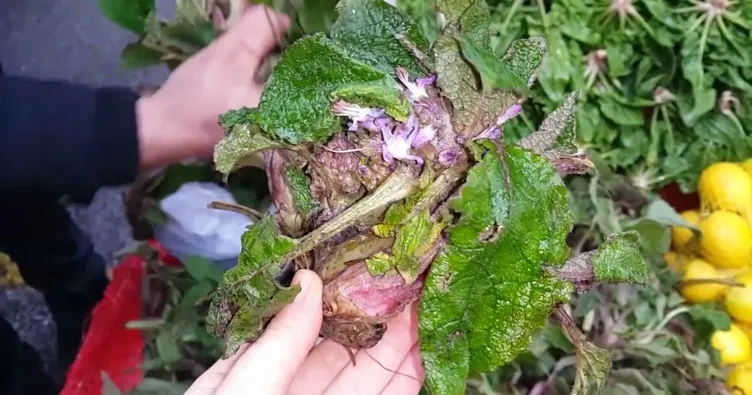 Kaldirik otunun faydaları nelerdir?