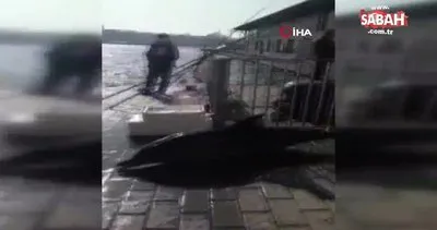 Karaköy’de yunus kıyıya vurdu: Ekipler bir saat sonra geldi | Video