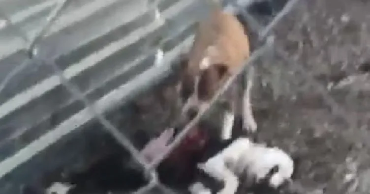 Çanakkale Belediyesi’nin hayvan barınağında vahşet! Aç bırakılan hayvanlar birbirini parçaladı...