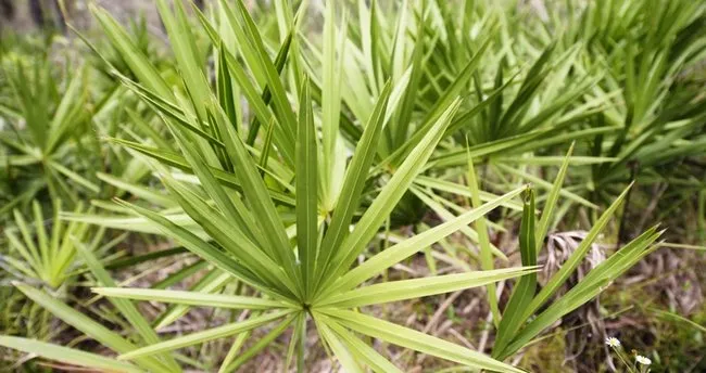 Cüce Palmiyenin Faydaları Nelerdir? Cüce Palmiye Kapsülü Nasıl Kullanılır?