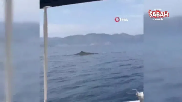 Marmaris açıklarında balina sürprizi | Video