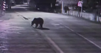 Firari ayı Longoz Ormanları'nda bulundu #bursa