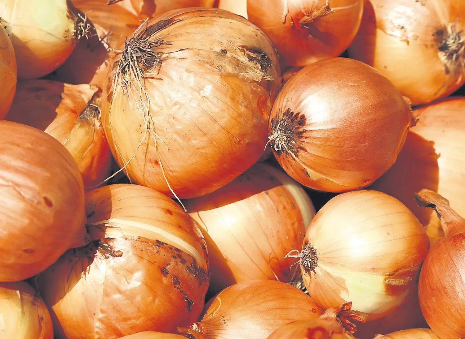 Göz yaşartıcı lezzet: Soğan – İDİL AÇIKALIN