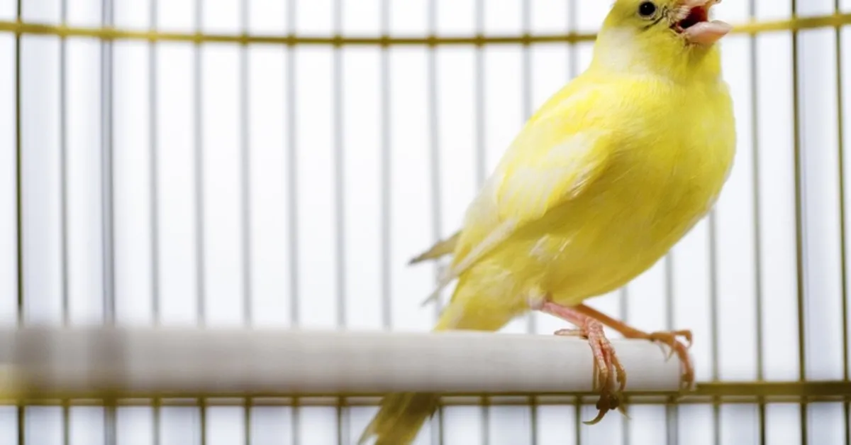 kanarya cinsleri nelerdir kanarya cinsleri isimleri ve ozellikleri son dakika haberler
