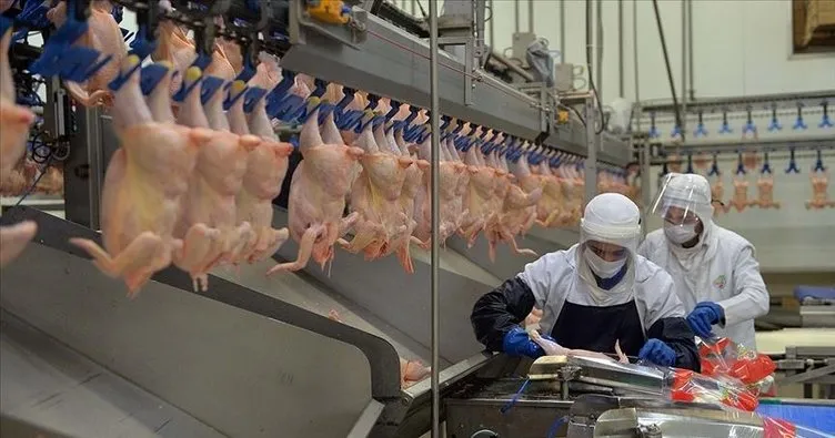 Tavuk eti üretimi yüzde arttı: Hindi eti üretimi azaldı