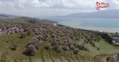 Hazar Gölü kıyısında badem ağaçları çiçek açtı, eşsiz manzara böyle görüntülendi | Video