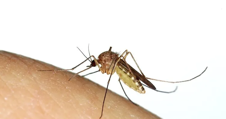 Sivrisinekler en çok kimleri ısırıyor?