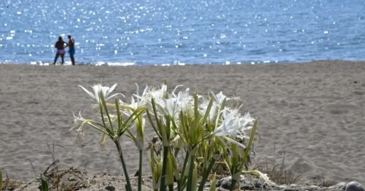Mersin'de sahillerin incisi kum zambakları özenle korunuyor