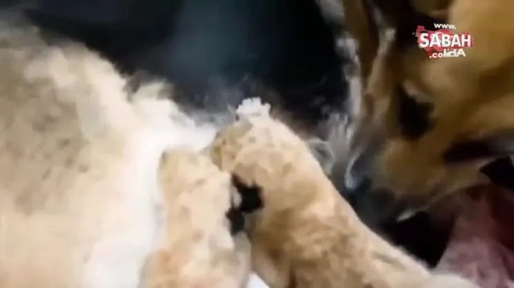 Terk edilen aslan yavrularına köpek annelik yaptı | Video