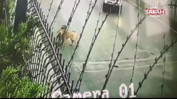 Köpeği ezip gözaltına alınmıştı! Yurt dışına çıkışı yasak... Tutuksuz yargılanacak | Video
