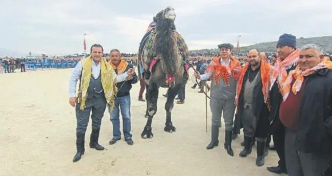 Menderes’te deve güreşleri festivali