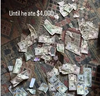 Sosyal medyada olay oldu: 127 bin TL’yi tek seferde yiyen o köpek! Sahipleri dışkısından tek tek banknotları...