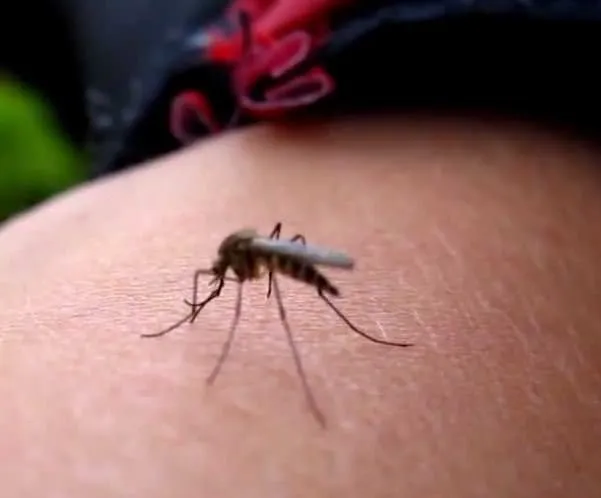 sivrisinekler kan grubu ayrımı yapıyor