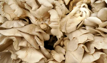 D vitamini ihtiyacının %120’sini karşılıyor! Yiyenin bir daha hasta olmayacağı o besin…