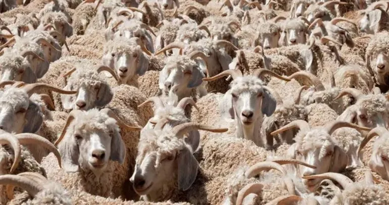 Koyunların arasındaki kurdu 10 saniyede fark edebilir misiniz?