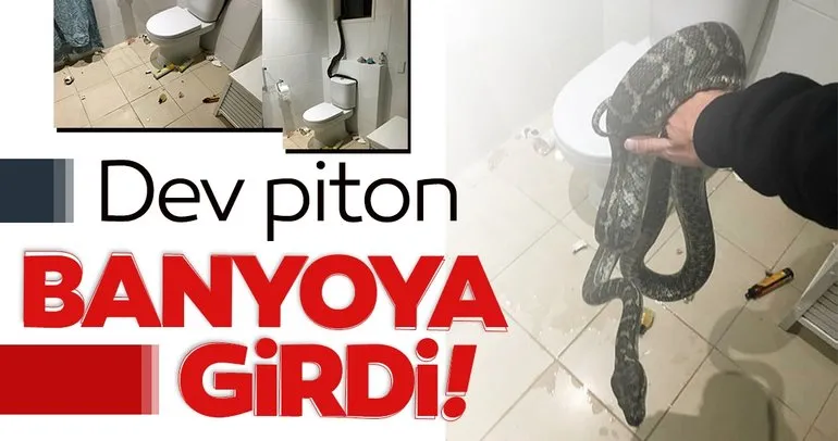 2,5 metrelik piton banyoya girdi!