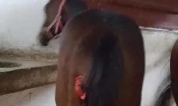 İstanbul’da kurt dehşeti! Yarış atları telef oldu