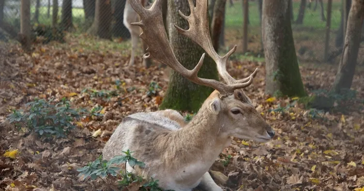 Ormanya’ya, 10 ayda 5 milyon ziyaret