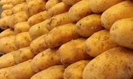 Avrupa’da patates krizi