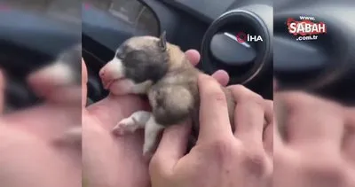 Yeni doğan yavru köpeği kalp masajı yaparak hayata döndürdü | Video