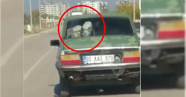 Osmaniye’de pes dedirten görüntü: Bir arabada iki dana!