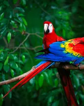 Papağanlar sadece taklit etmiyor: İnsanlar gibi isim kullanıyorlar