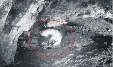 Yeni doğan Akdeniz foku görüntülendi