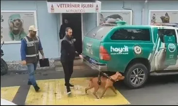 İstanbul’da pitbull alarmı! Köpekler korumaya alındı sahiplerine ceza yazıldı