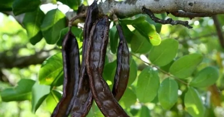 Keçiboynuzu ne zaman toplanır? Keçiboynuzu hangi mevsimde, ayda olur?