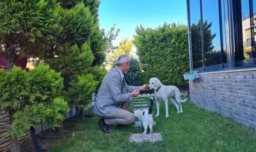 Sokak köpeğinin tedavi masrafına emsal karar “Her vatandaşın hayvanın yaşam hakkını korumalıdır” #izmir Sokak köpeğinin tedavi masrafına emsal karar “Her vatandaşın hayvanın yaşam hakkını korumalıdır” #izmir