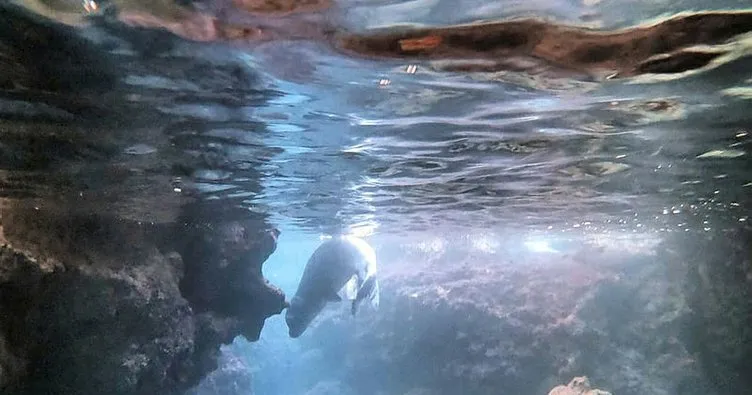 Nesli tükenme tehlikesinde olan Akdeniz fokuyla denizi temizlerken karşılaştı!