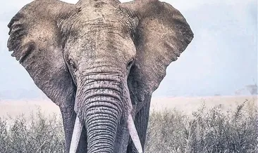 Seri katil fil aranıyor