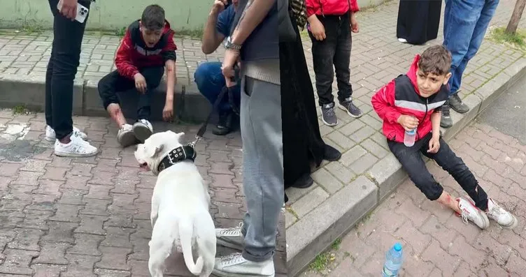 İstanbul’da korkunç olay! Başıboş köpek 12...