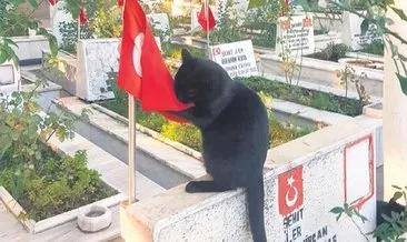 Kedi, şehitlikteki Türk bayrağını öptü